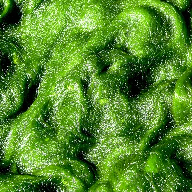 extracto de espirulina